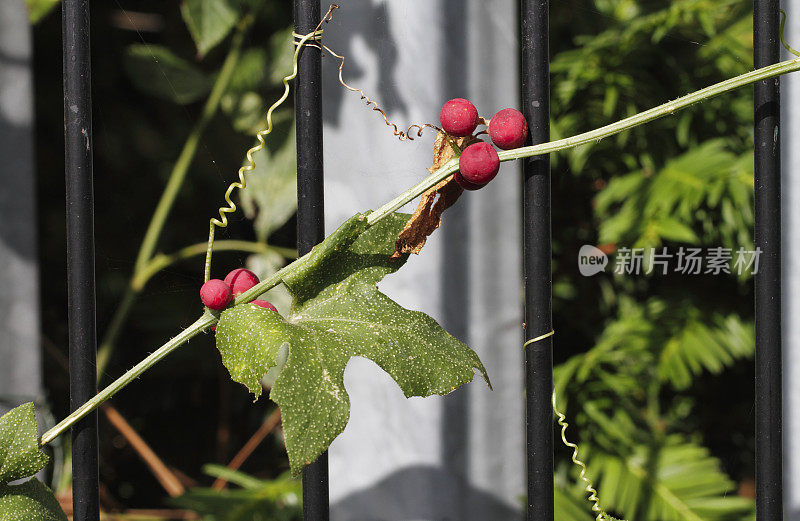 红色浆果，白色bryony Bryonia dioica